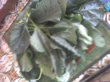 abelboul dlekroureb5